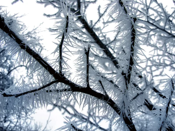 Замороженная ветка в зимней природе — стоковое фото