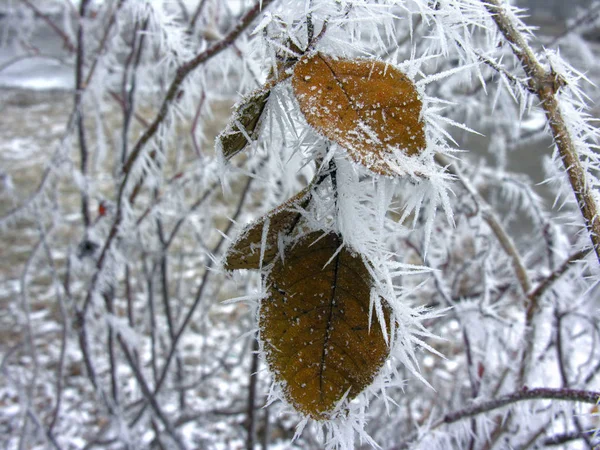 Frozen branch  in the winter nature — Stockfoto