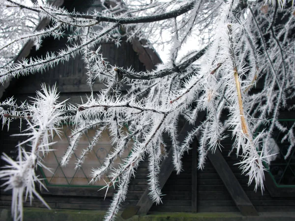 Frozen branch  in the winter nature — Stock Photo, Image