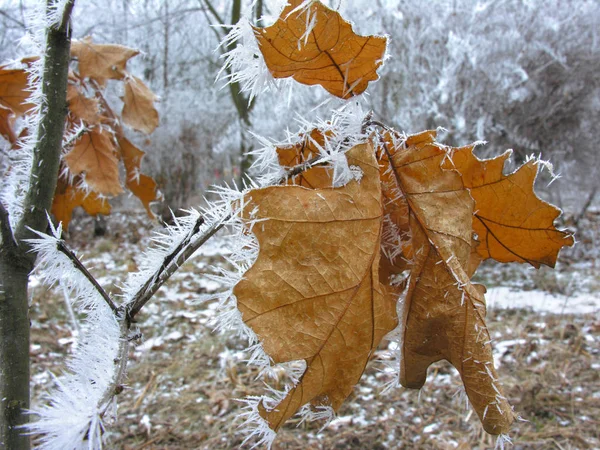 Gefrorener Ast in der winterlichen Natur — Stockfoto