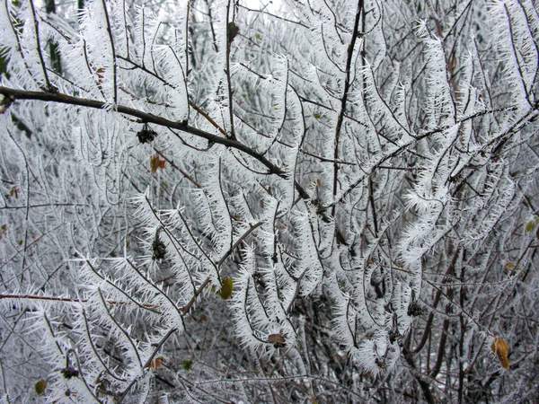 Ramas congeladas en la naturaleza invernal —  Fotos de Stock