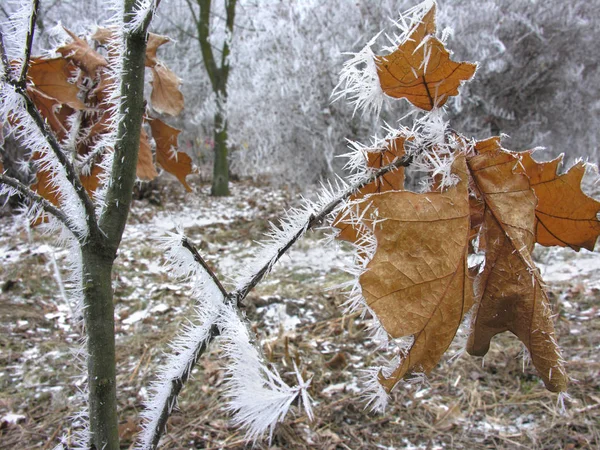 Zamrzlé větve v zimní přírodě — Stock fotografie
