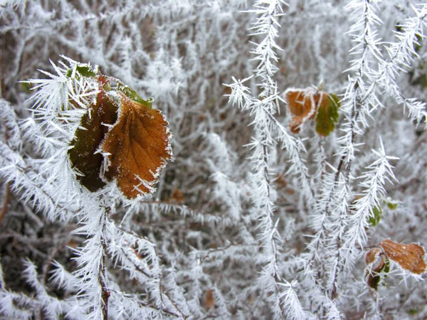 Ramo congelado na natureza de inverno — Fotografia de Stock