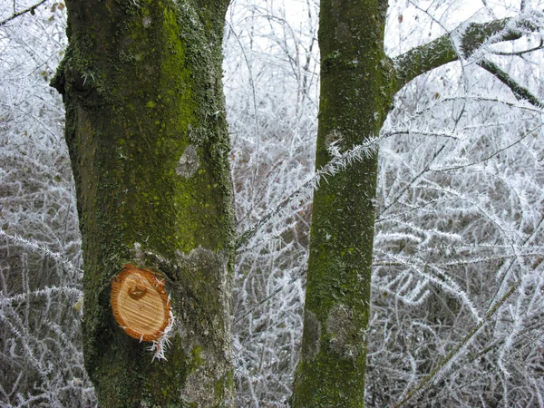 Árvore congelada e ramos na natureza de inverno — Fotografia de Stock