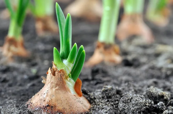 Zbliżenie: uprawy plantacji zielona cebula — Zdjęcie stockowe