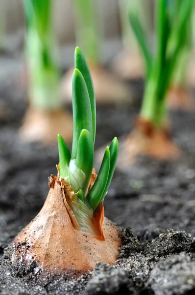 Крупним планом вирощування зеленої цибулини плантації — стокове фото
