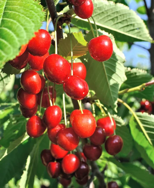 Close-up of ripe sweet cherries — Stock Photo, Image
