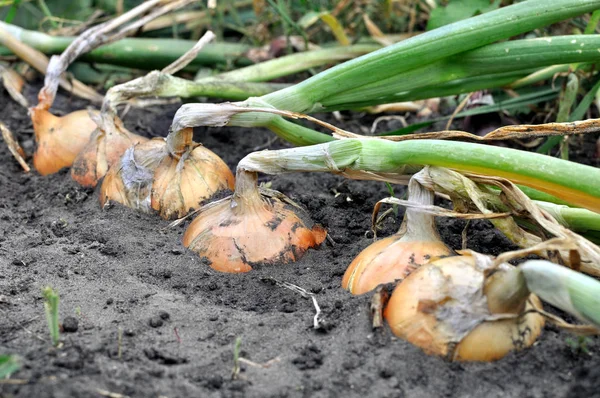 Primer plano de la plantación de cebolla madura — Foto de Stock