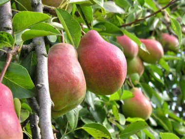 Meyve bahçesindeki ağaçta olgun armutlar