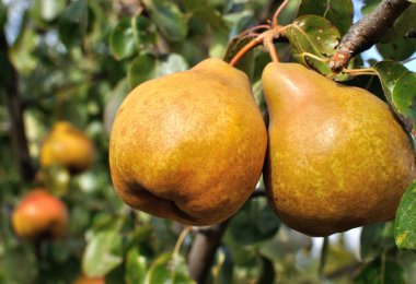 Meyve bahçesindeki ağaçta olgun armutlar