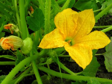 Sebze bahçesindeki kabak çiftliği.