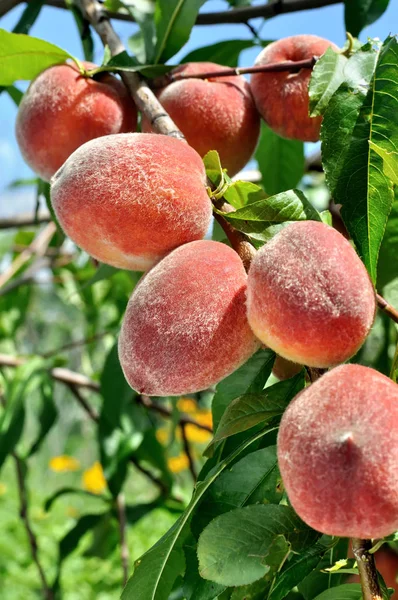 Close-up of the peach branch — Stock Photo, Image