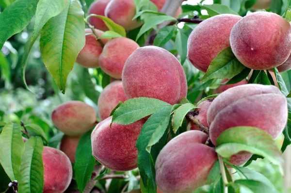 Close-up of the peach branch — Stock Photo, Image