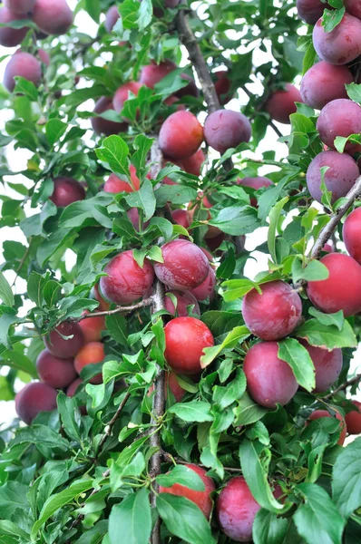 Nahaufnahme Von Reifen Pflaumen Auf Einem Ast — Stockfoto