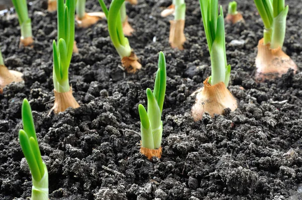 Крупним Планом Вирощування Зеленої Цибулі Овочевому Саду — стокове фото
