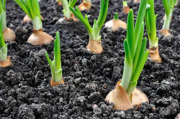 Primer Plano Del Cultivo Cebolla Verde Huerto Imagen de stock