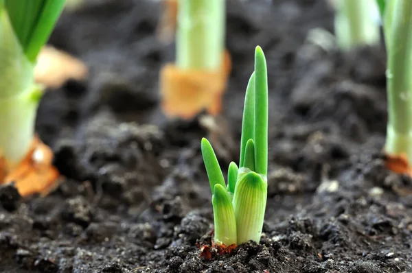 Primo Piano Della Crescente Cipolla Verde Nell Orto — Foto Stock