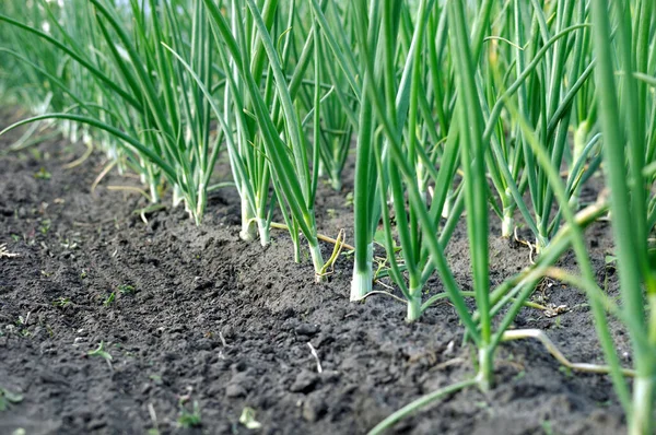 Plantação Cebola Verde Crescente Horta — Fotografia de Stock