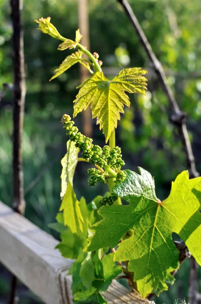 Close-up of grape vine before the flowering, grapes in summer day, backlit — Stock Image Close Grape Vine Flowering Grapes Summer Day Backlit Royalty Free Stock Photos