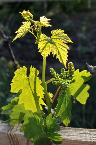 Close-up of grape vine before the flowering, grapes in summer day, backlit — Stock Image Close Grape Vine Flowering Grapes Summer Day Backlit Stock Image