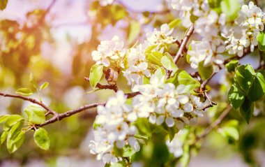 elma çiçeği bir dalı olarak iki yüzük.