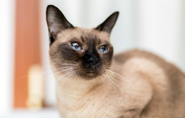 şirin Siyam kedi yavrusu
