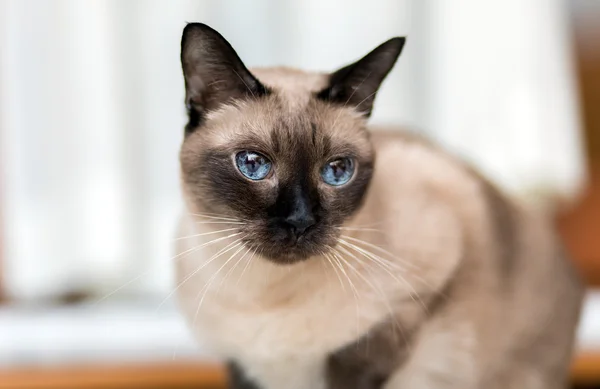 Cute Siamese kitten — Stock Photo, Image