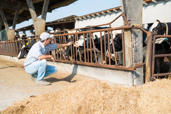 Criador frente a sus vacas — Foto de Stock