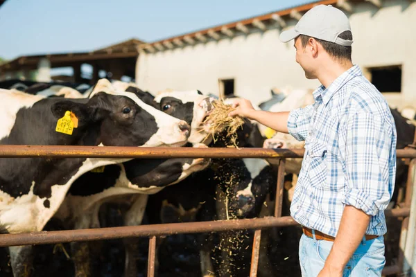 Заводчик кормит своих коров — стоковое фото