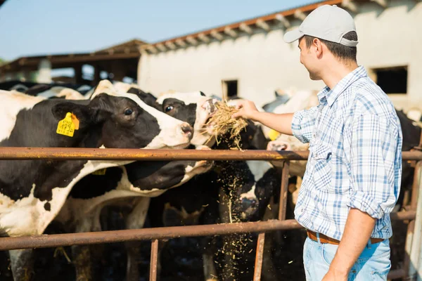 Criador alimentando a sus vacas —  Fotos de Stock