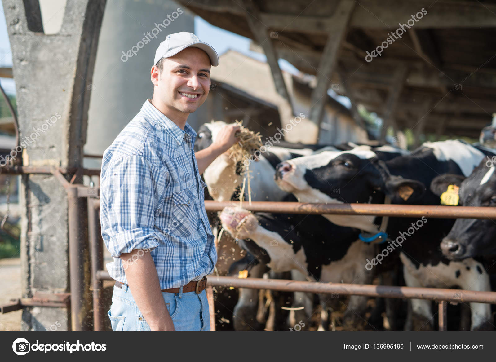 Farmer feeding his cows — Stock Photo © minervastock 136995190