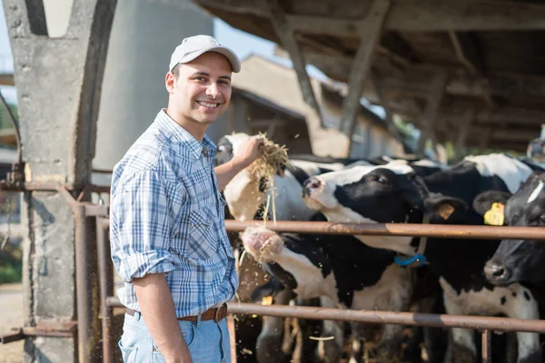 Farmář krmí své krávy — Stock fotografie