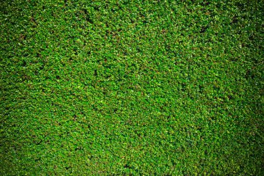 Yeşil çit doku arka plan