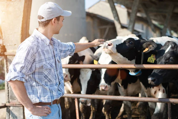 Заводчик трогает своих коров — стоковое фото