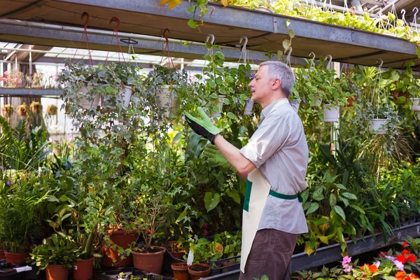 植物を調べる温室ワーカー — ストック写真