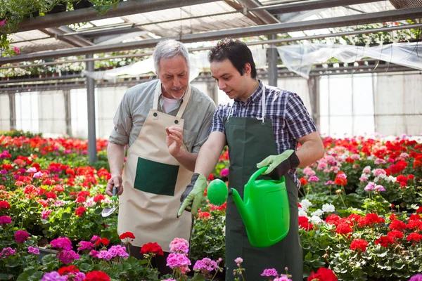 Plantas de riego de trabajadores de invernadero — Foto de Stock