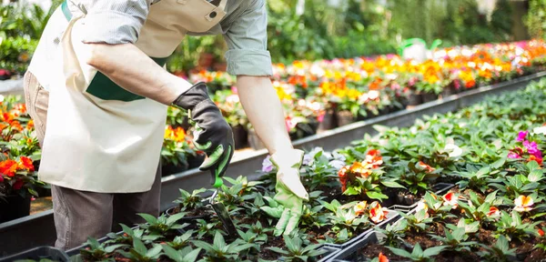 Arbetare skära blommor — Stockfoto