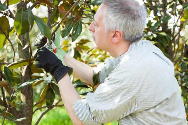 Professional gardener pruning tree — Stock Photo, Image