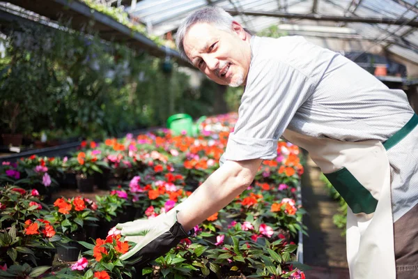 Senior Greenhouse worker — Stock Photo, Image