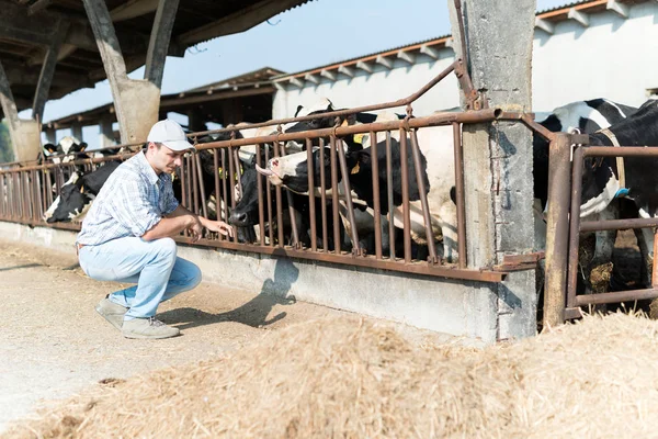 Breeder Front His Cows — Stock Photo, Image