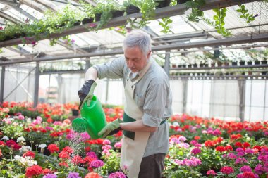 bitkilerin sulama sera işçi portresi