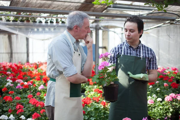 Greenhouse Workers Having Discussion Plant — Stock Photo, Image