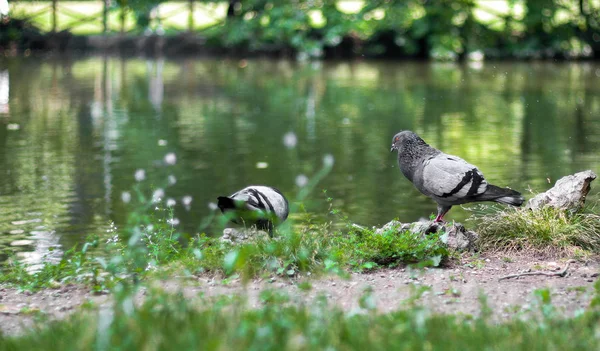 池の近くの公園の鳩 — ストック写真