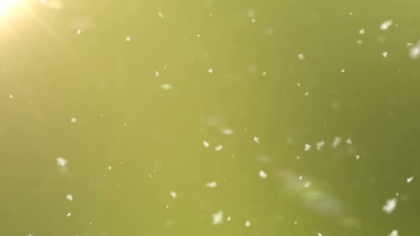 Absztrakt részecskék zöld és ezüst bokeh háttér — Stock videók