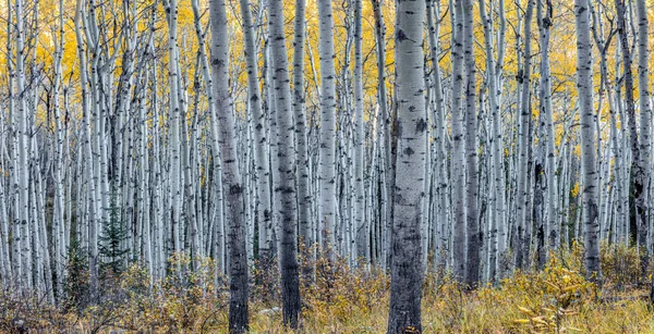 Floresta de álamos no Outono — Fotografia de Stock
