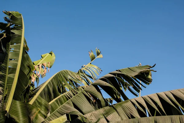 Grup de frunze mari de banane, copaci tropicali exotici pe fundal un cer albastru — Fotografie, imagine de stoc