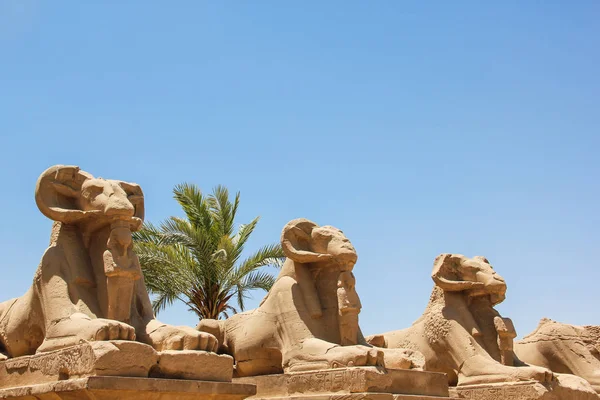 Callejón de las Esfinges Encabezadas Ram, avenida frente a la entrada al Templo de Karnak en Luxor, Egipto — Foto de Stock