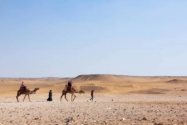Reizigers wandelen langs de woestijn op kamelen, wolkenloze blauwe lucht — Stockfoto