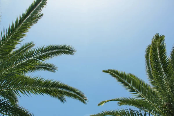 Folhas de coco contra o céu azul, árvores tropicais na praia — Fotografia de Stock