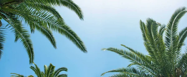 Hojas de palmera de coco con fondo azul cielo con espacio de copia para texto, vacaciones de verano y aventura de viaje por la naturaleza — Foto de Stock